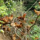 고려농장 이미지