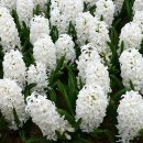 3월 21일의 꽃은 '히아신스 (Hyacinth)' 이미지