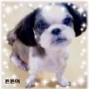 (주)말티 Daum카페