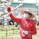 천안배원예농업협동조합(입장) 이미지