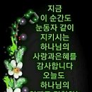 넝쿨채 이미지