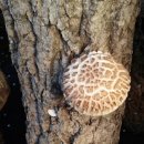 참나무 ((원목)) 표고버섯입니다. 이미지