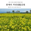 (주)제주가는길 | 제주 서귀포 휴애리 유채꽃 축제 🌼 3월 셋째주 개화상태 실시간 후기