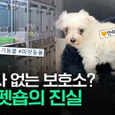 [뉴스토랑] 안락사 없는 보호소? 신종펫숍의 진실 이미지