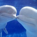 벨루가(Beluga) 이미지