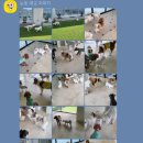 케어독 하우스 이미지