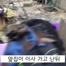 엄마, 제발 문 열어줘. 엄마 찾는 새끼고양이 울음소리 이미지