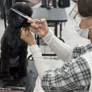 집에서도 간단히 반려견 미용 이미지