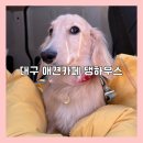 댕하우스 애견유치원 호텔 대구 중구점 | 대구 중구 실내 애견카페, 산책하다 들른 댕하우스