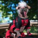 DEADPOOL WOLVERINE 이미지