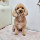 메리몰펫샵(사직점) 이미지