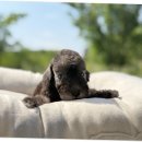 광주 강아지분양 고양이분양 어반펫 광주본점 이미지