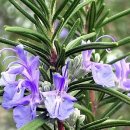 로즈마리 이미지