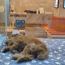 중앙동물병원 이미지