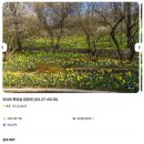 길편의숍 | [경기/광주] 화담숲 봄꽃 산책｜수선화, 벚꽃 개화 시기, 예매 후기