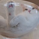 고양이라서 행복해 | 광명 고양이카페 품종묘가 많은 고양이라서행복해