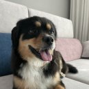 빠멍애견미용실 이미지