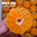 단양농업협동조합(농산물판매) | 불로초감귤 제철 품종 특징 뜻 보관방법 돌쇠네농산물 내돈내산 후기