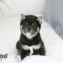 ShibainuKorea 이미지