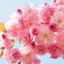 초록빛꿈터 지역아동센터 | 2026 전국 겹벚꽃 명소 BEST 5 추천 | 일반벚꽃과 겹벚꽃 차이·만개·개화시기