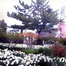 신안(여) 이미지