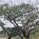 태경조경 이미지