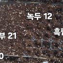 녹두 동부 팥 이미지