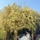 화평대군 | Trip to GB 경상북도 나들이 :: 안강 외바우│봄갤러리카페│경주 분황사│영천 화평대군│대구 코스트코