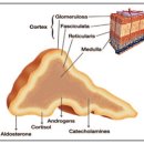 24시 와이즈 동물메디컬센터 이미지