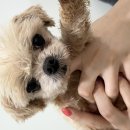 효자동물병원 이미지