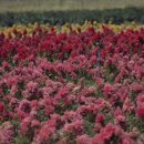 맨드리 | 경주 첨성대 여름 꽃 개화 현황, 7월에 마주한 알록달록 야생화단지 풍경