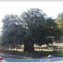 상만리 비자나무 이미지