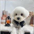 아지묭실 이미지