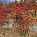 은해사 벚꽃길 이미지