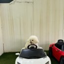 평생 사랑해 줄 개 애견펜션1 이미지