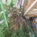 장자골로 이미지