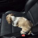 노원N동물의료센터 | N동물의료센터 노원점 _술찌 아토피 치료(내돈내산)