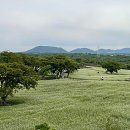 와흘메밀마을 이미지