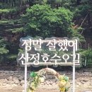 산정파인트리