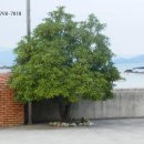설천면055 네이버블로그