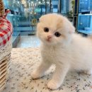 창원고양이분양 퍼스트캣 창원점 이미지