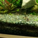 팬더 짜장마당 이미지