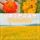 강변주유소 | 한강공원 삼패지구 가을 황화코스모스 만개 산책 후기