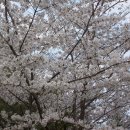 전국 유명 벚꽃 여행지 이미지