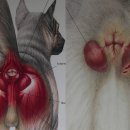 한빛동물병원 이미지