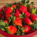 일대농장(2) | 생생정보 교통카드면 충분해 남양주 여행 딸기농장 체험 생명딸기농장(+위치 딸기따기체험 예약 바로가기)