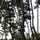 몽산포오토캠핑장 이미지