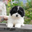 청도펫동물병원 이미지