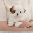 대주사료 애견샵 | 논산애견샵 미유펫 방문 상담 후기