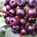 아로니아베리 효능 이미지